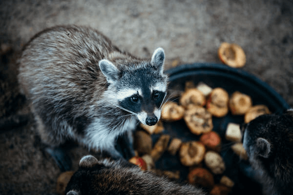 エサを食べるアライグマ