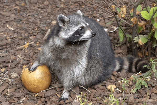 食べ物を漁るアライグマ