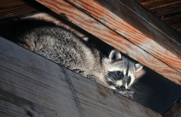屋根裏にいるアライグマ
