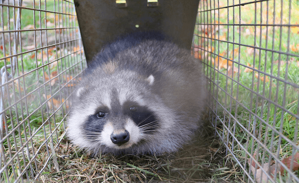 罠に入ったアライグマ