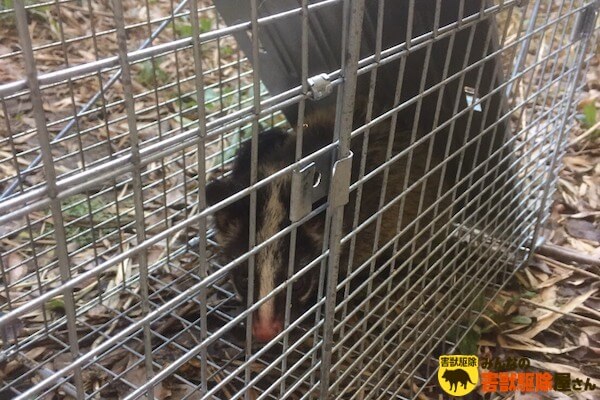 捕獲したハクビシン