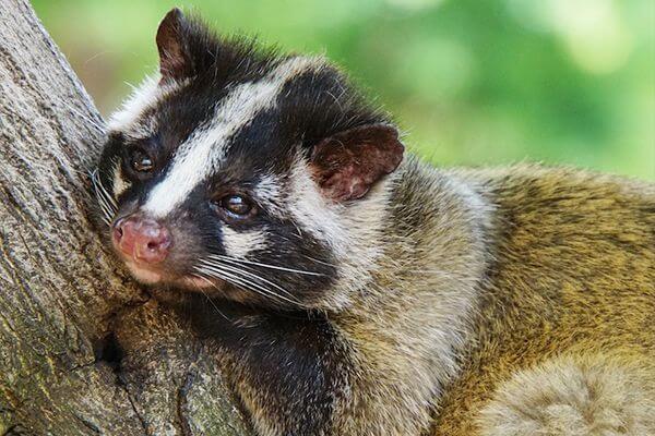 この鳴き声…もしかしてハクビシン!?