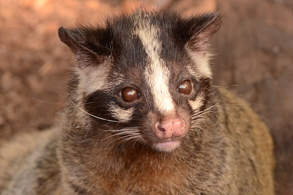 ハクビシンはこんな動物!生態や特徴を徹底解説