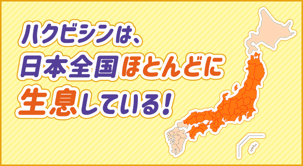 ハクビシンは日本全国に広く分布しています。