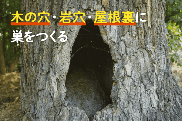ハクビシンは安全で薄暗い場所を巣やねぐらとして利用しています。