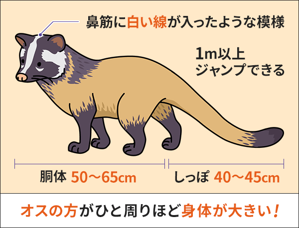 ハクビシンの身体の特徴