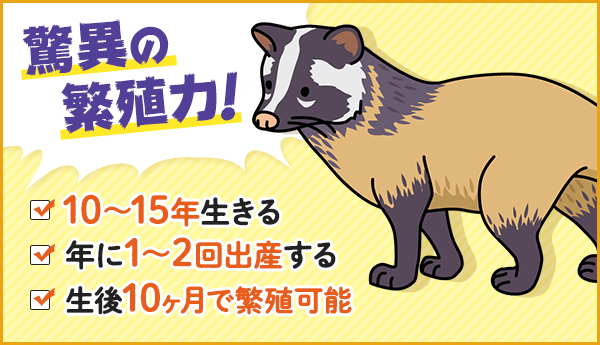 ハクビシンの寿命は?繁殖力は高い?