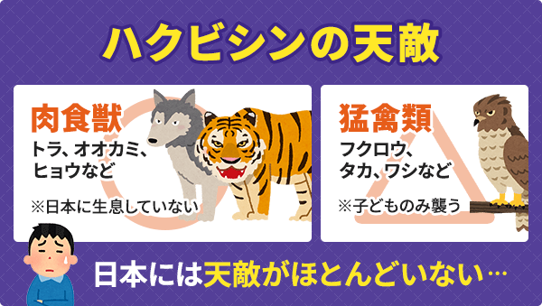 ハクビシンの天敵