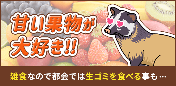 ハクビシンは甘い果実が大好き