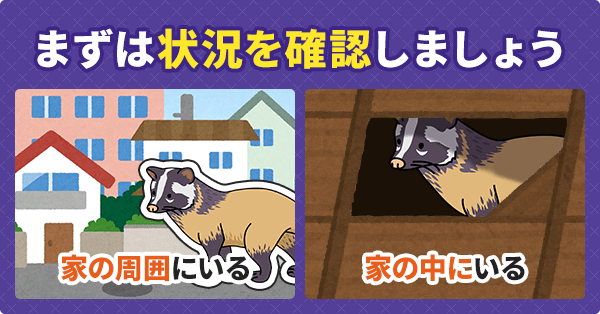 もしハクビシンが敷地内に現れたら?対策方法を解説