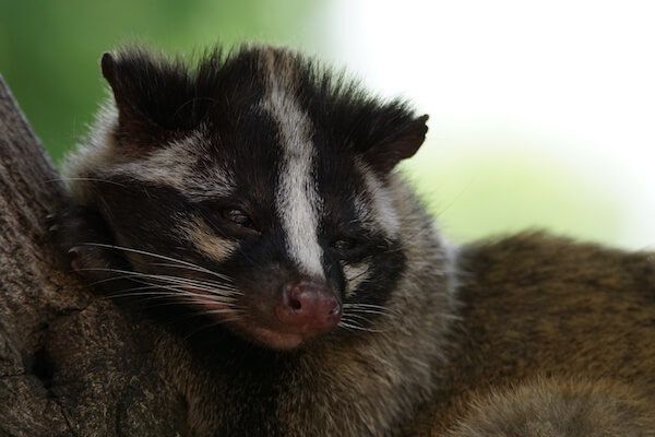 木の上で生息するハクビシン