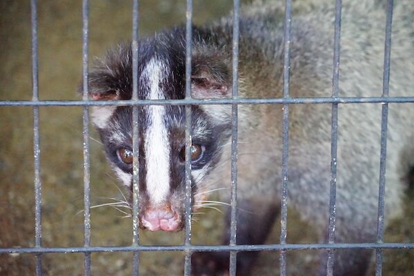 檻の中にいるハクビシン