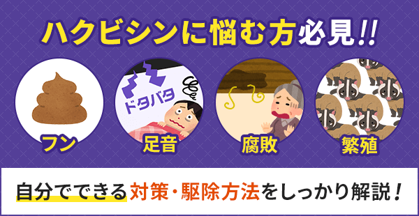 ハクビシンに悩む方必見。