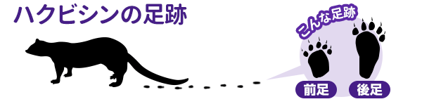 ハクビシンの足跡。