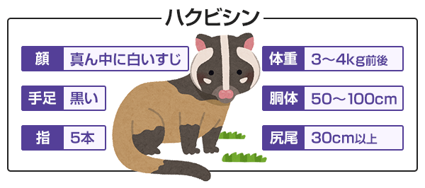 ハクビシンの身体的な特徴。