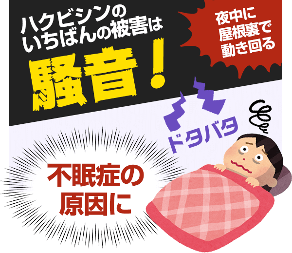 ハクビシンのいちばんの被害は騒音です。夜中に屋根裏で動き回るので、不眠症の原因になる可能性があります。