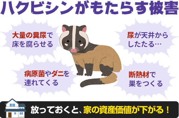 ハクビシンがもたらす被害には、「大量の糞尿で床を腐らせる」「病原菌やダニを連れてくる」「尿が天井からしたたる」「断熱材で巣を作る」といったことが挙げられます。放っておくと、家の資産価値が下がってしまいます。