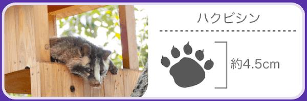 ハクビシンの足跡の特徴