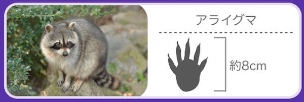 アライグマの足跡の特徴