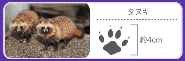 タヌキの足跡の特徴