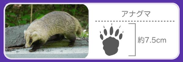 アナグマの足跡の特徴