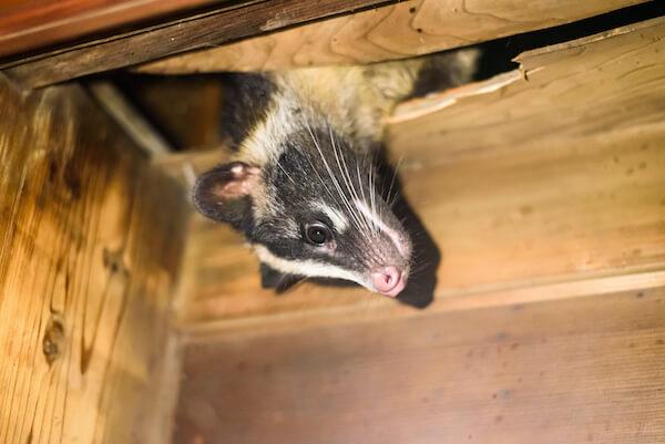 屋根裏のハクビシン