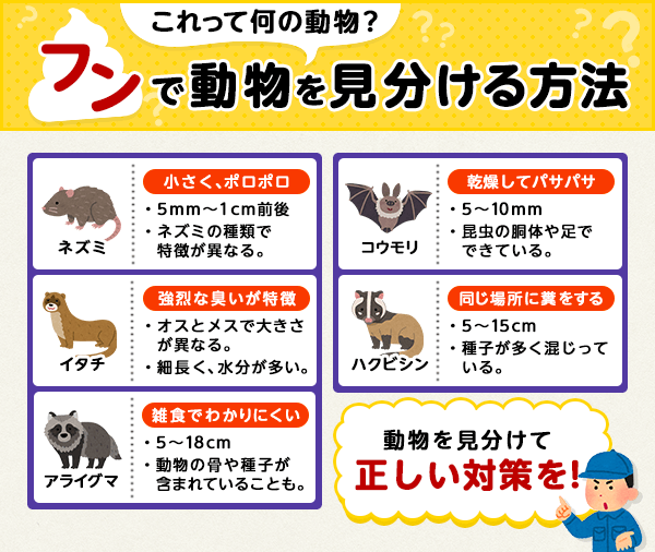 フンで動物を見分ける方法