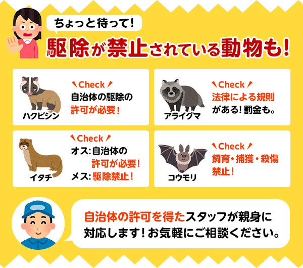 害獣の駆除が禁止されている動物もいます。ハクビシン、アライグマ、イタチ、コウモリなど、自治体の許可が必要な場合は、専門の駆除業者に依頼しましょう