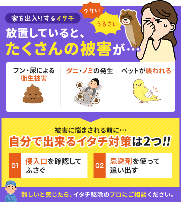 イタチの被害・対策