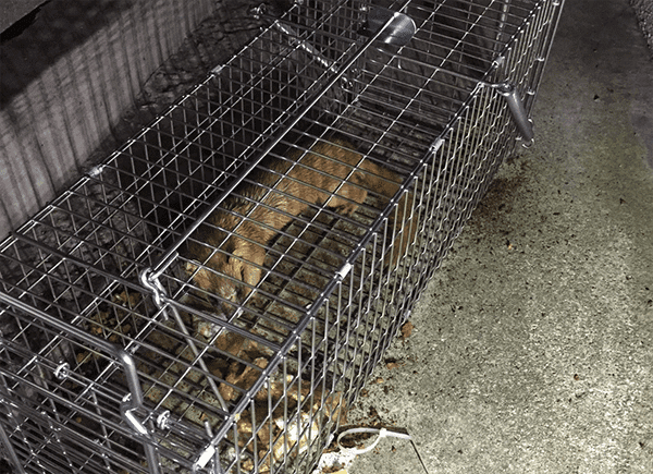 正しい捕獲駆除の方法