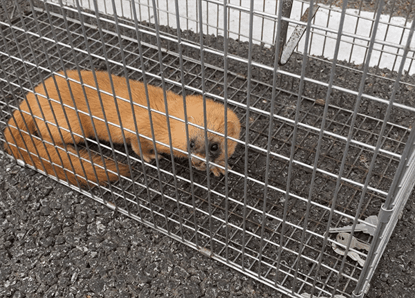 捕獲後は自分で処分しなければいけません