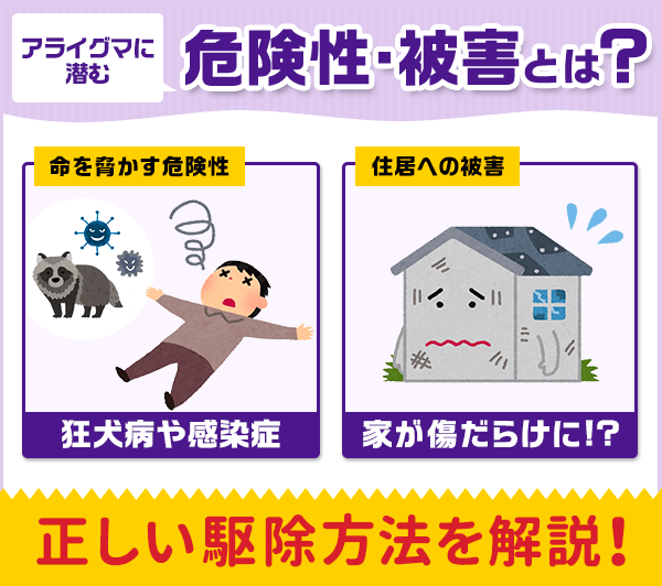 アライグマに潜む危険性・被害とは。狂犬病や感染症から家への被害まで及びます。正しい駆除方法を解説します
