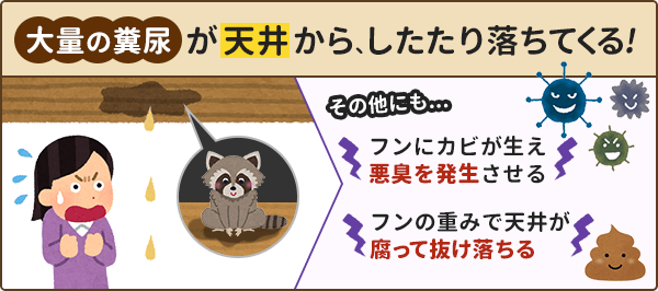 大量の糞尿が天井からしたたり落ちることがあります。そのほかにも、フンにカビが生え悪臭を発生させたり、フンの重みで天井が抜け落ちることもあります。