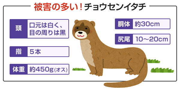 被害の多い、チョウセンイタチ。口元は白く、目の周りは黒。指は五本で、体重はオスで約450g。胴体は約30cmで、尻尾は10cmから20cmあります。