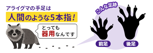 アライグマの手足は人間のような5本指です。とても器用です。