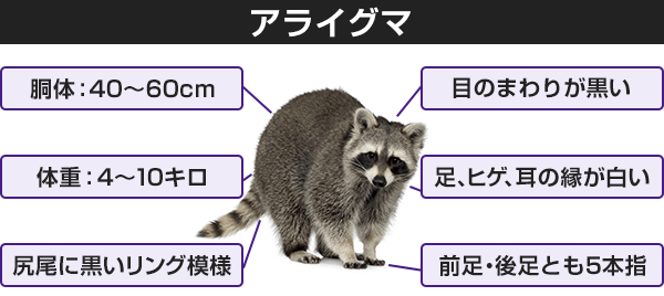 アライグマの身体的な特徴