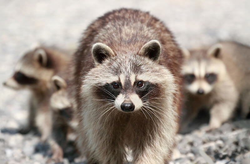 アライグマの群れ