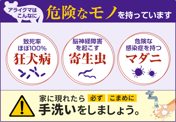 アライグマは、狂犬病や寄生虫、マダニといった危険なものを持っています。家に現れたら必ずこまめに手洗いをしましょう。