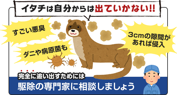 イタチは自分からは出て行きません。すごい悪臭をはなち、ダニや病原菌を連れてくるイタチは、3cmふほどの隙間があれば家の中に侵入してきます。完全に追い出すためには、駆除の専門家に相談んしましょう。