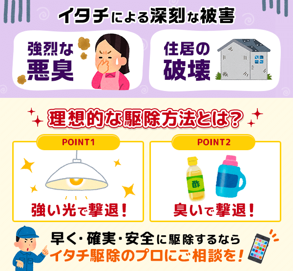 強烈な悪臭や住居の破壊などイタチによる深刻な被害。理想的な駆除方に光や臭いで撃退がありますが、確実なのはプロの業者への依頼です
